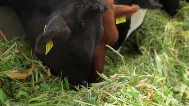 Vaches mangeant de l'herbe — Video