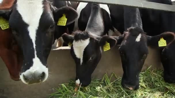 Αγελάδες τρώνε χόρτο1 つの麻の葉 — Αρχείο Βίντεο