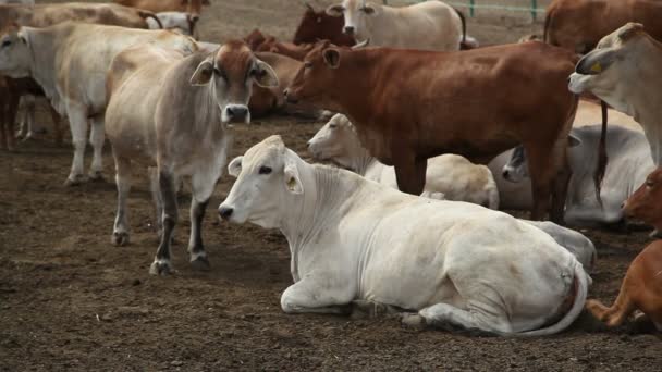 vaches à la ferme le jour 