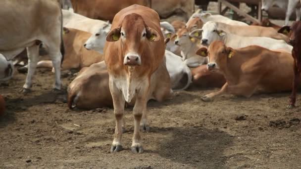 Vacas en la granja durante el día — Vídeos de Stock