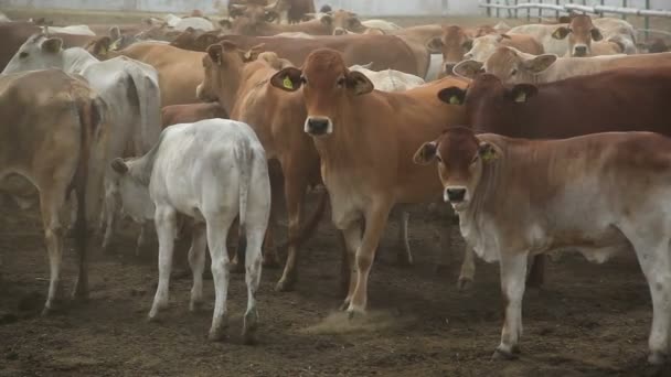 Krávy na farmě ve dne — Stock video