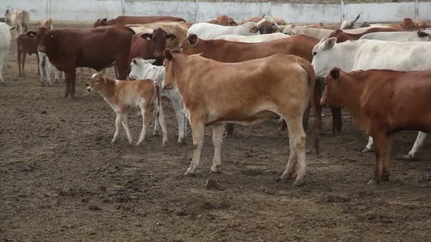 Vacas en la granja durante el día — Vídeo de stock