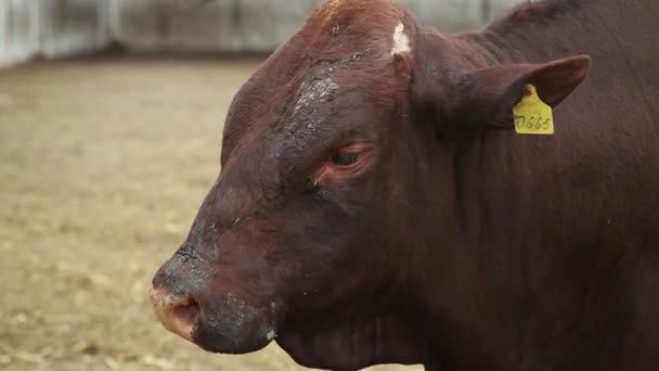 Herd bulls on farm — Stock Video