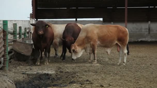 Vacas en la granja durante el día — Vídeos de Stock