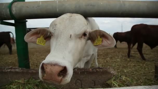 Коровы едят траву — стоковое видео