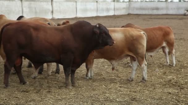 Vacas en la granja durante el día — Vídeo de stock