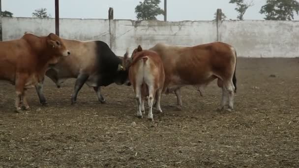 Vacas en la granja durante el día — Vídeo de stock