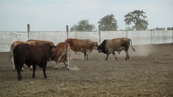 Krów w gospodarstwie w ciągu dnia — Wideo stockowe