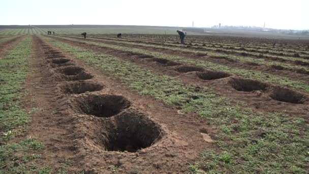 Människor engagerade i plantering grape — Stockvideo