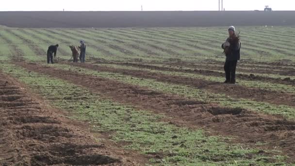 Människor engagerade i plantering grape — Stockvideo