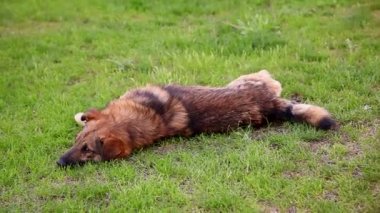 Sevimli köpek having fun