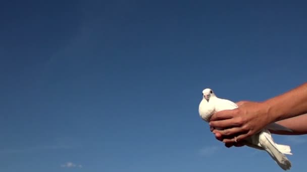 Žena pronajímá holubice do nebe — Stock video