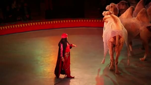 Performance With Camels And Performers — Stock Video