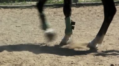 Atlı spor yarışmaları