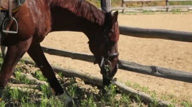 çiftlikte güzel yarış atı