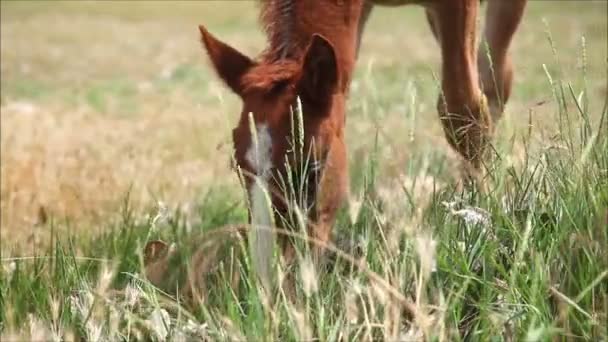 Cavalo comendo a grama — Vídeo de Stock