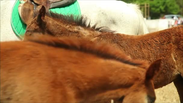 Belos cavalos na fazenda — Vídeo de Stock