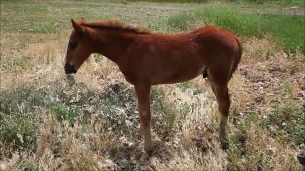 Paard eten van het gras — Stockvideo