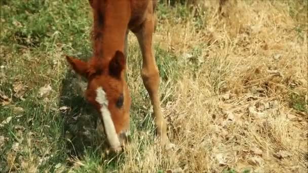 Paard eten van het gras — Stockvideo