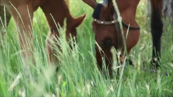 Cavalos comendo grama — Vídeo de Stock