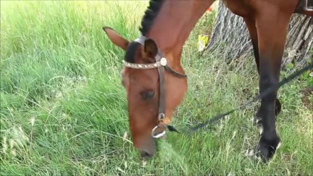 Horse eating the grass — Stock Video