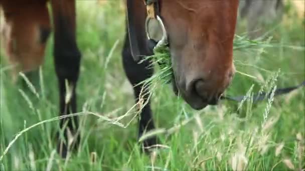 Hästar äter gräs — Stockvideo