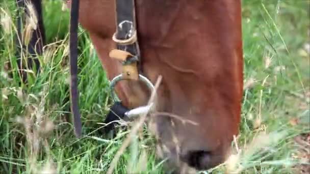 Paarden die gras eten — Stockvideo