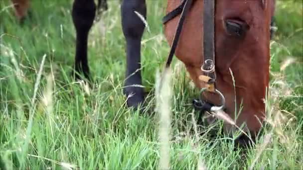 Cavalos comendo grama — Vídeo de Stock