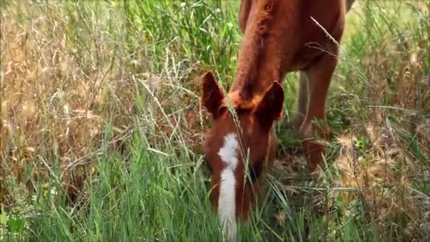 Paard eten van het gras — Stockvideo