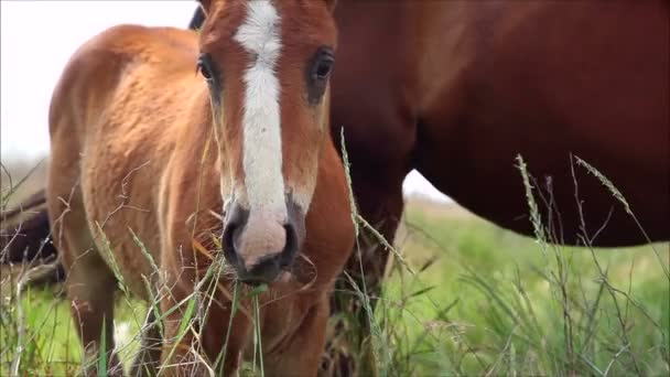 Paarden die gras eten — Stockvideo