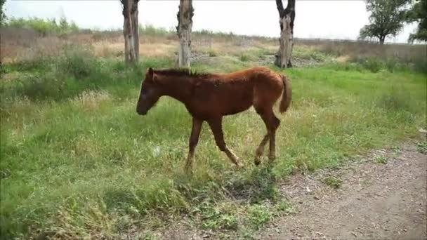 Paarden eten het gras — Stockvideo