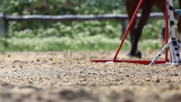 Tävlingar i equestrian Sport — Stockvideo