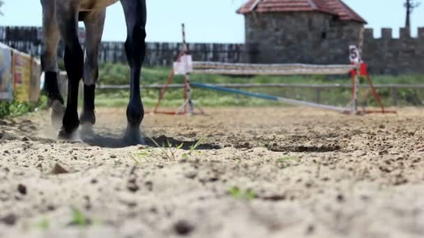 Змагання в кінному спорті — стокове відео