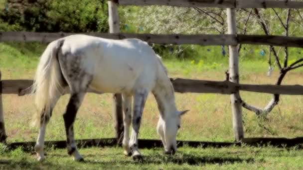 Красивий білий кінь на фермі — стокове відео