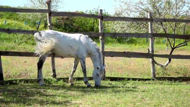 Belo cavalo branco na fazenda — Vídeo de Stock