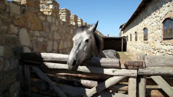 Beautiful horse on farm — Stock Video