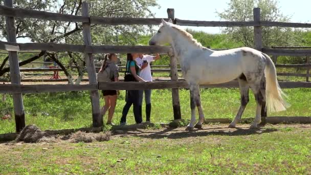 Hermoso caballo al aire libre — Vídeo de stock