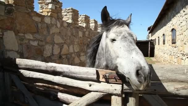 Beau cheval à la ferme — Video