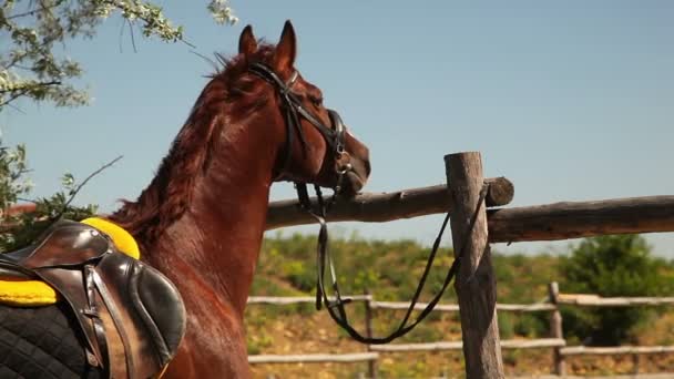 在农场的美丽赛马 — 图库视频影像