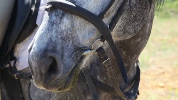 Cavallo grigio in fattoria all'aperto — Video Stock