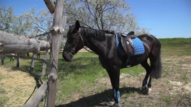 Beautiful racehorse on farm — Stock Video