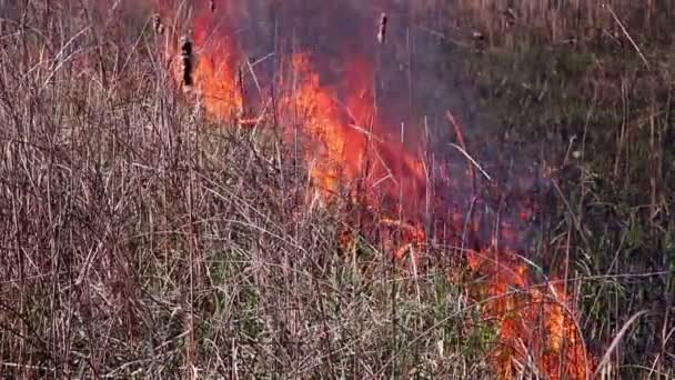 Cendres après un incendie — Video