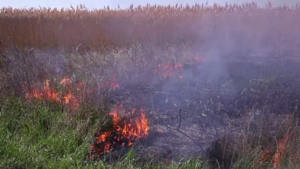 Попіл після пожежі — стокове відео