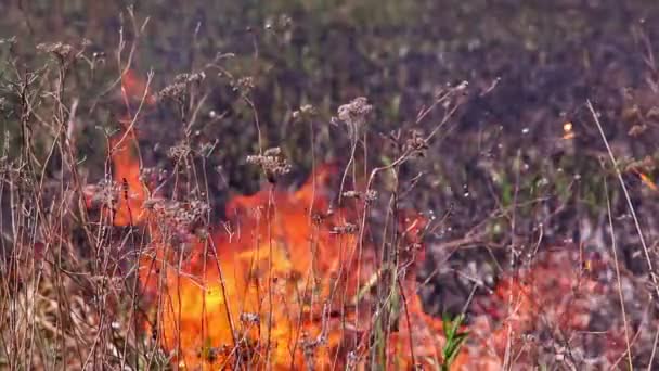 Ceniza después de un incendio — Vídeos de Stock