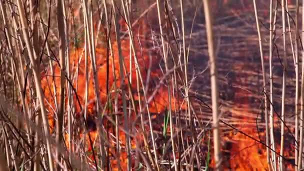 Cendres après un incendie — Video