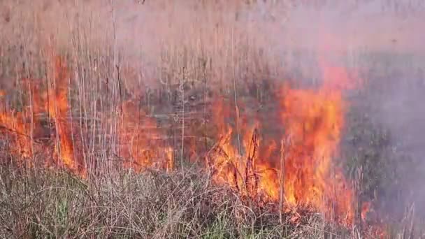 cendres après un incendie 