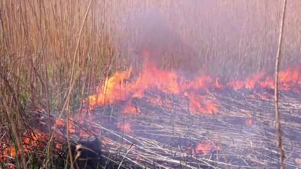 Ceniza después de un incendio — Vídeo de stock