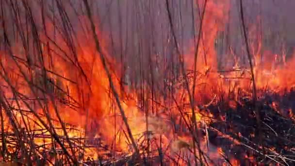 Cinzas após um incêndio — Vídeo de Stock