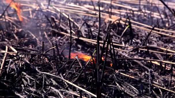 Ceniza después de un incendio — Vídeo de stock