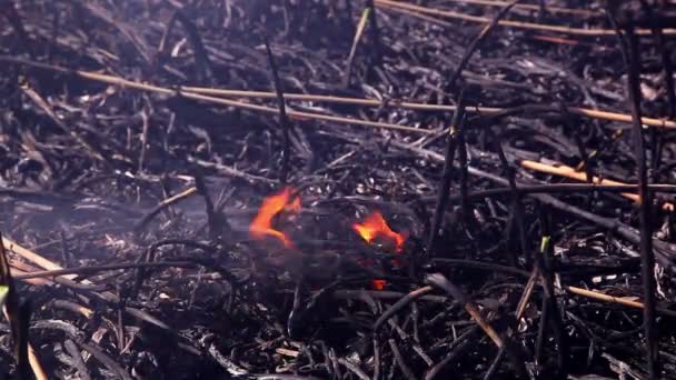 Cendres après un incendie — Video